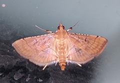 Marasmia poeyalis