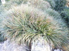 Fascicularia bicolor