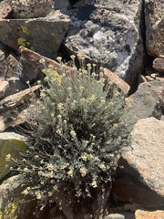 Artemisia albicans