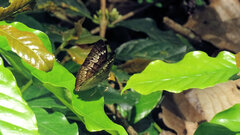 Tanaecia pelea