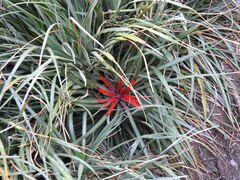 Fascicularia bicolor