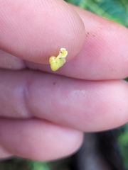 Euphorbia mesembryanthemifolia