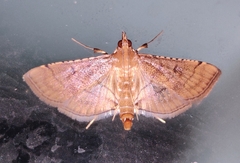 Marasmia poeyalis
