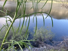 Sisymbrium linifolium
