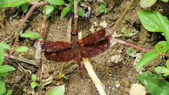 Neurothemis terminata