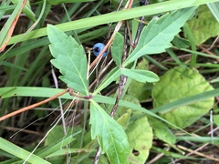 Ampelopsis japonica