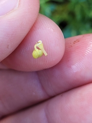 Euphorbia mesembryanthemifolia