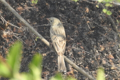 Emberiza buchanani