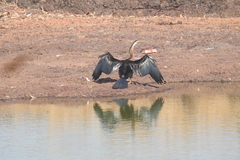 Anhinga melanogaster
