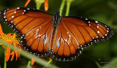 Danaus eresimus