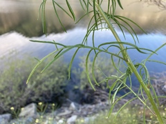 Sisymbrium linifolium