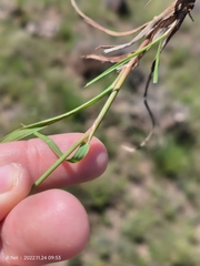 Eragrostis capensis