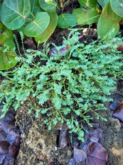 Euphorbia mesembryanthemifolia