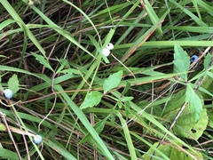 Ampelopsis japonica