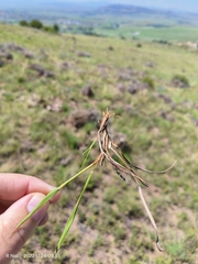 Eragrostis capensis