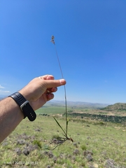 Eragrostis capensis