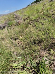 Eragrostis capensis