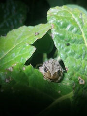 Semnodactylus wealii