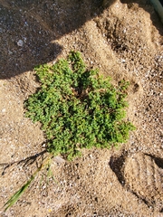 Euphorbia mesembryanthemifolia