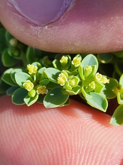 Euphorbia mesembryanthemifolia