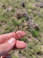 Eragrostis capensis
