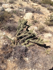 Cylindropuntia wolfii