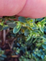 Euphorbia mesembryanthemifolia
