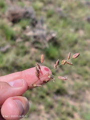 Eragrostis capensis