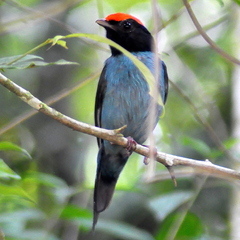 Chiroxiphia caudata
