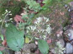 Ageratina areolaris