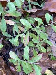 Vaccinium tenellum