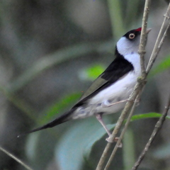 Ilicura militaris