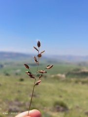 Eragrostis capensis