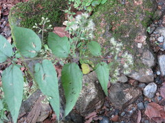 Ageratina areolaris