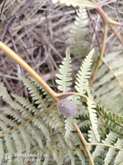Erachtheus lutulentus