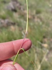 Eragrostis capensis