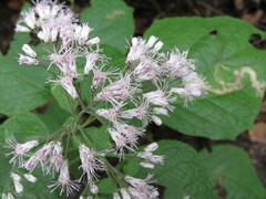 Peteravenia schultzii