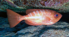Heteropriacanthus cruentatus