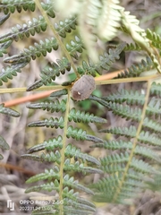 Erachtheus lutulentus