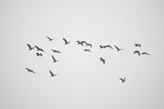 Dendrocygna javanica