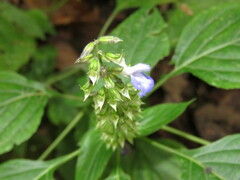 Salvia longispicata