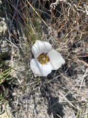 Calochortus bruneaunis