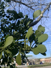 Phoradendron leucarpum