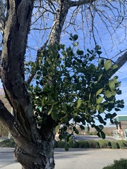 Phoradendron leucarpum