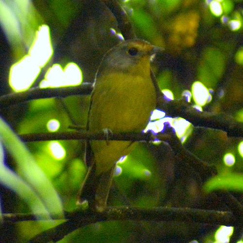 Wing-barred Piprites (Piprites chloris), photo 6