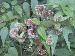 Koanophyllon longifolium