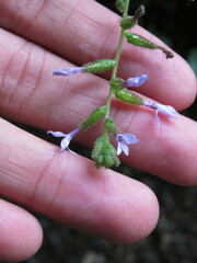 Plumbago pulchella