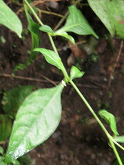 Plumbago pulchella