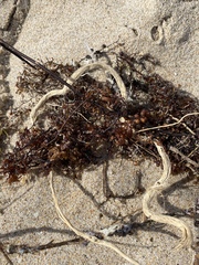 Sargassum fluitans