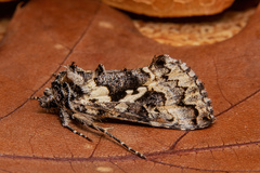 Syngrapha rectangula